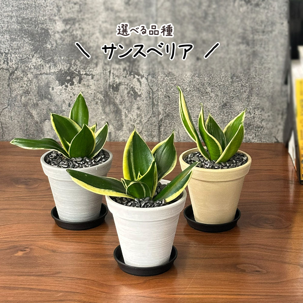 選べる品種 ガジュマル サンスベリア パキラ 4号 エコポット鉢 黒皿付 黒デコジャリ付 送料別