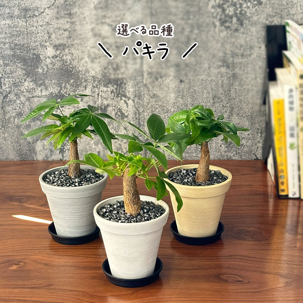 宝石のような観葉植物のお店 【Jewelry Plant】 ガジュマル 4号