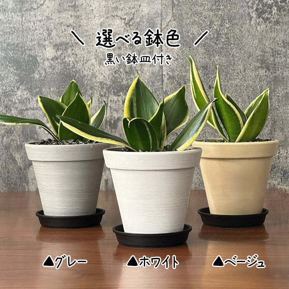 ミリリ 【特級品】ガジュマル6号×2 【特級品】サンスベリア 4号 宝石のような観葉植物のお店 【Jewelry Plant】 ガジュマル 4号