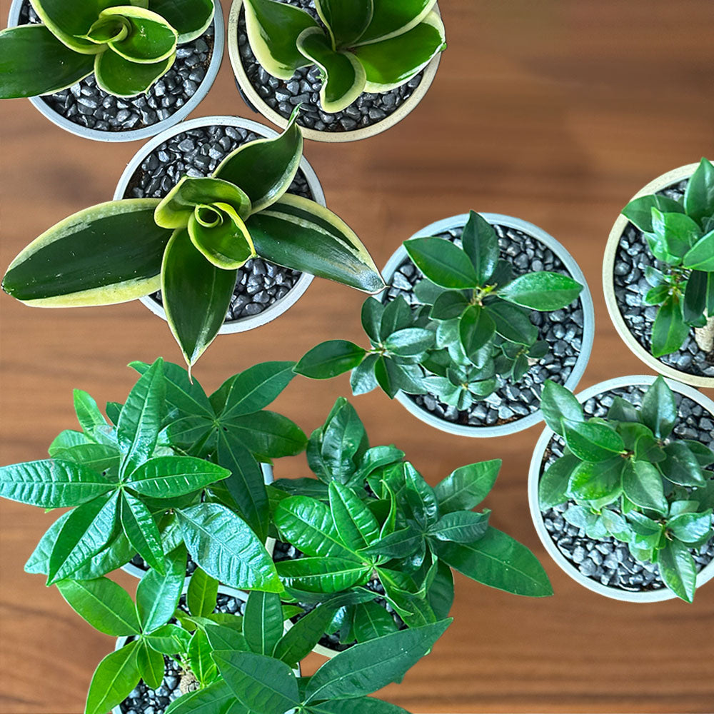 宝石のような観葉植物のお店 【Jewelry Plant】 ガジュマル 4号