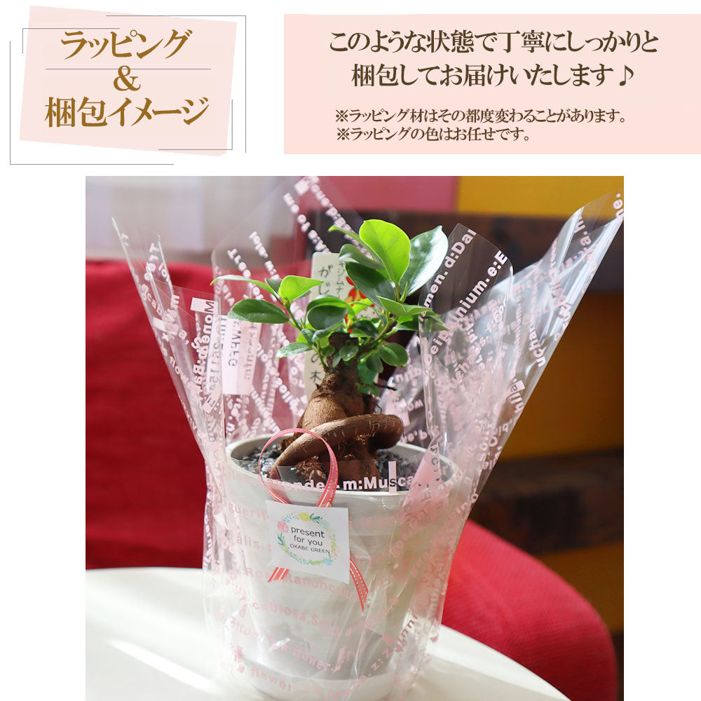 宝石のような観葉植物のお店 【Jewelry Plant】 ガジュマル ４号