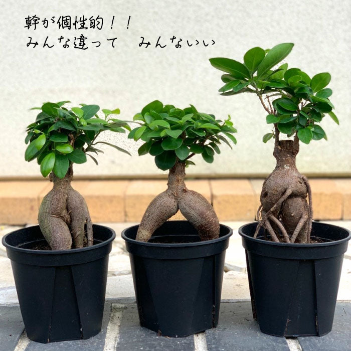 宝石のような観葉植物のお店 【Jewelry Plant】 ガジュマル 5号 黒プラスチック鉢 受皿付 – Jewelry Plant online