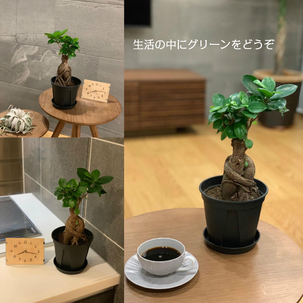 【現品】ガジュマル　8号　黒鉢　（5） 観葉植物 8号 ガジュマル」の人気商品一覧 | 安い商品を通販