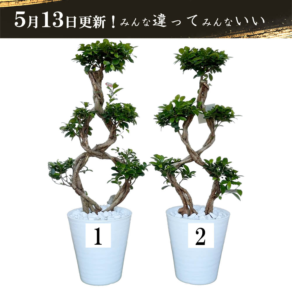 宝石のような観葉植物のお店 【Jewelry Plant】 【納期未定
