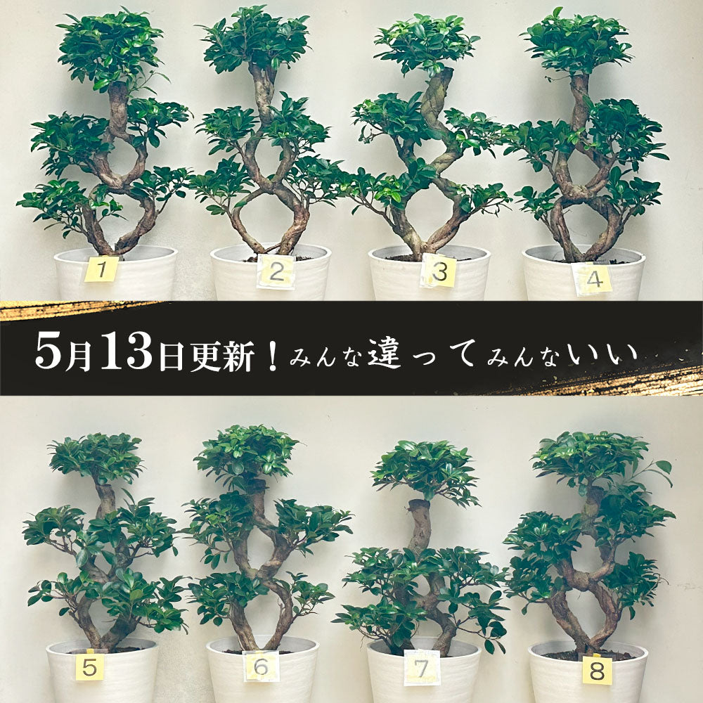 宝石のような観葉植物のお店 【Jewelry Plant】 【納期未定