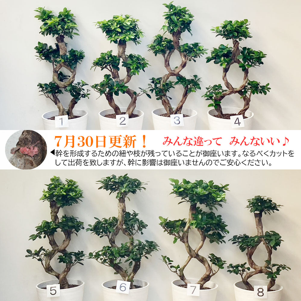 宝石のような観葉植物のお店 【Jewelry Plant】 【納期未定】 ガジュマル８の字 ８号 白セラアート鉢 大型 – Jewelry Plant  online