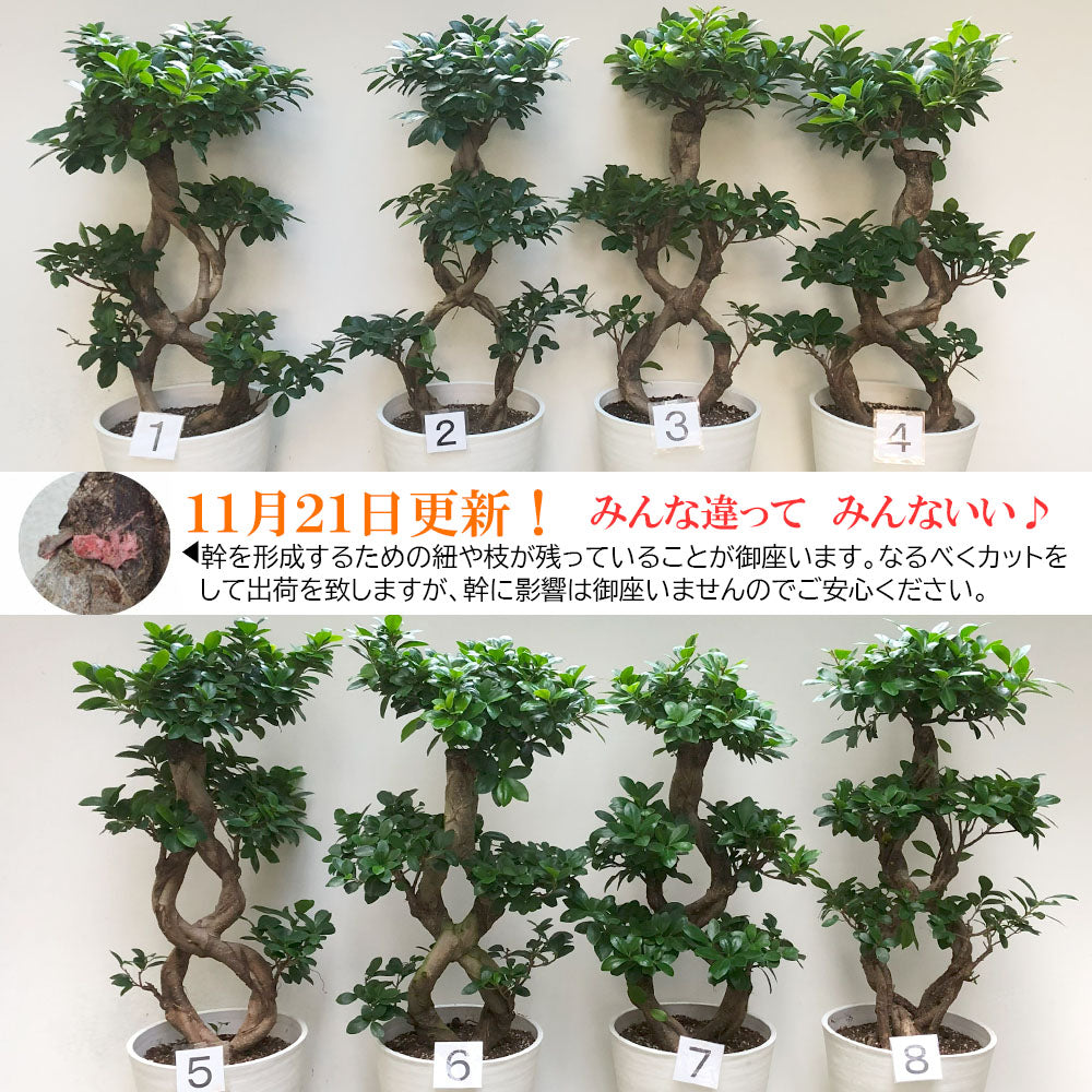 宝石のような観葉植物のお店 【Jewelry Plant】 【納期未定】 ガジュマル８の字 ８号 白セラアート鉢 大型 – Jewelry Plant  online