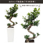 ガジュマル 昇り竜 8号 白セラアート鉢 受け皿付き 鉢植え 【ピンク札】