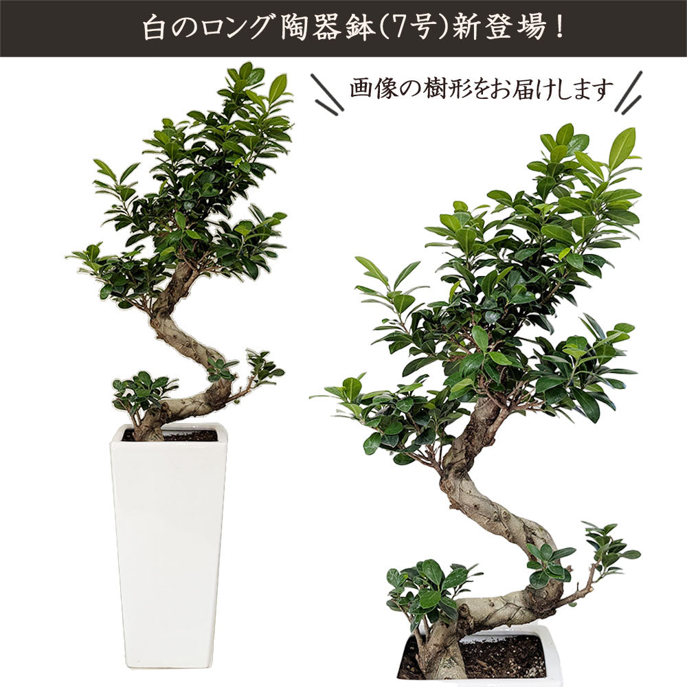 ガジュマル 昇り竜 8号 白セラアート鉢 受け皿付き 鉢植え 【ピンク札】