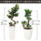 ガジュマル 昇り竜 8号 白セラアート鉢 受け皿付き 鉢植え 【ピンク札】