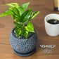 【選べる植物】 ガジュマル 銀竜 金のなる木 テーブルヤシ ペペロミオイデス ホンコンカポック 4号 丸筒陶器鉢 黒デコジャリ付 送料別