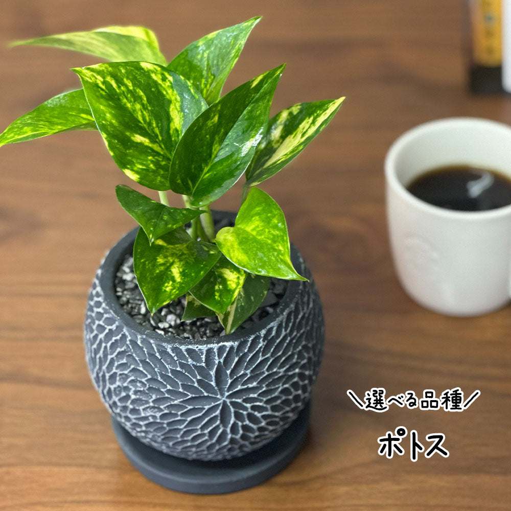 【選べる植物】 ガジュマル 銀竜 金のなる木 テーブルヤシ ペペロミオイデス ホンコンカポック 4号 丸筒陶器鉢 黒デコジャリ付 送料別
