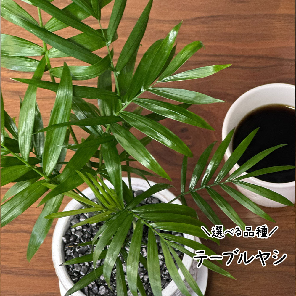 【選べる植物】 ガジュマル 銀竜 金のなる木 テーブルヤシ ペペロミオイデス ホンコンカポック 4号 丸筒陶器鉢 黒デコジャリ付 送料別
