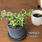 【選べる植物】 ガジュマル 銀竜 金のなる木 テーブルヤシ ペペロミオイデス ホンコンカポック 4号 丸筒陶器鉢 黒デコジャリ付 送料別