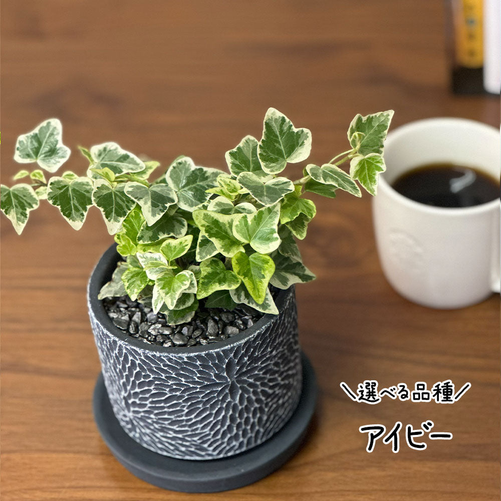 【選べる植物】 ガジュマル 銀竜 金のなる木 テーブルヤシ ペペロミオイデス ホンコンカポック 4号 丸筒陶器鉢 黒デコジャリ付 送料別