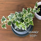 【選べる植物】 ガジュマル 銀竜 金のなる木 テーブルヤシ ペペロミオイデス ホンコンカポック 4号 丸筒陶器鉢 黒デコジャリ付 送料別