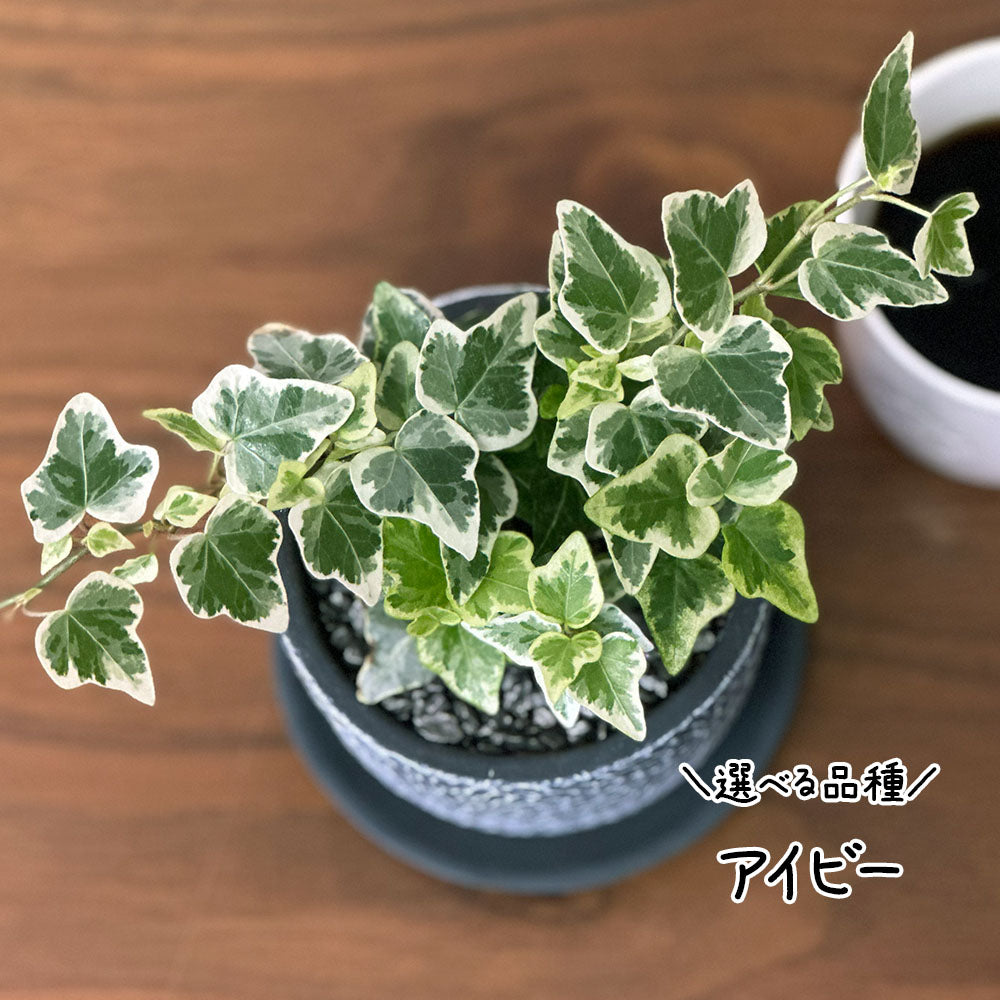 【選べる植物】 ガジュマル 銀竜 金のなる木 テーブルヤシ ペペロミオイデス ホンコンカポック 4号 丸筒陶器鉢 黒デコジャリ付 送料別