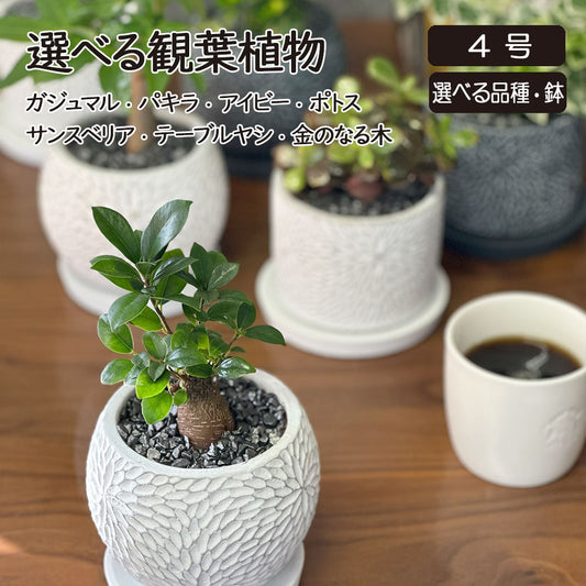 【選べる植物】 ガジュマル 銀竜 金のなる木 テーブルヤシ ペペロミオイデス ホンコンカポック 4号 丸筒陶器鉢 黒デコジャリ付