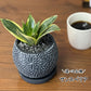 【選べる植物】 ガジュマル 銀竜 金のなる木 テーブルヤシ ペペロミオイデス ホンコンカポック 4号 丸筒陶器鉢 黒デコジャリ付 送料別