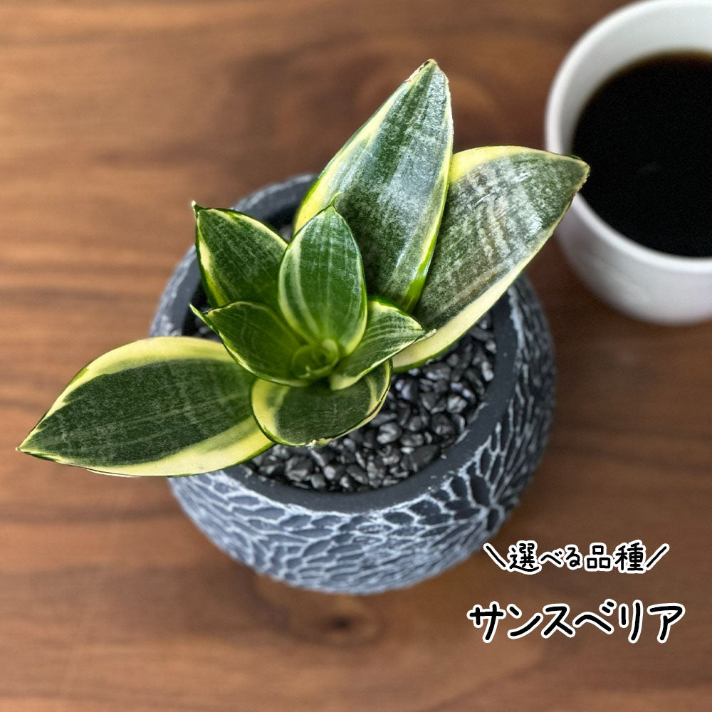 【選べる植物】 ガジュマル 銀竜 金のなる木 テーブルヤシ ペペロミオイデス ホンコンカポック 4号 丸筒陶器鉢 黒デコジャリ付 送料別