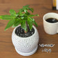 【選べる植物】 ガジュマル 銀竜 金のなる木 テーブルヤシ ペペロミオイデス ホンコンカポック 4号 丸筒陶器鉢 黒デコジャリ付 送料別