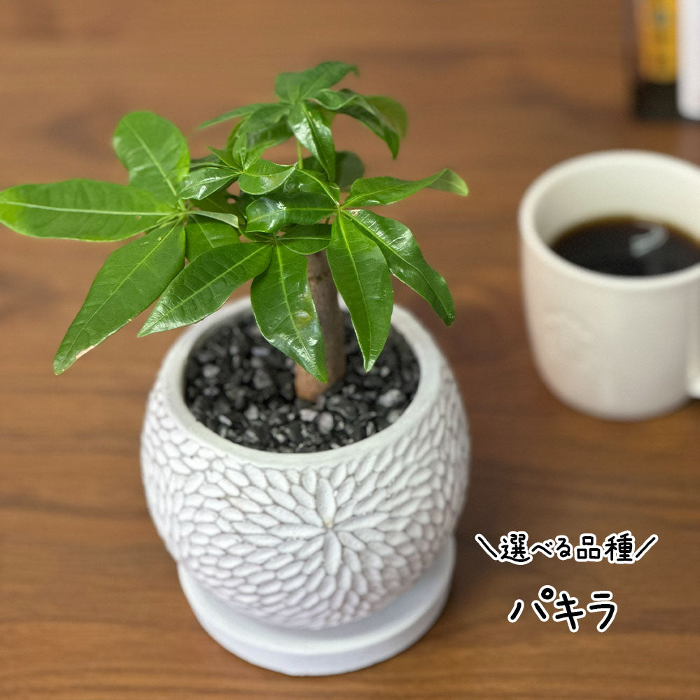 【選べる植物】 ガジュマル 銀竜 金のなる木 テーブルヤシ ペペロミオイデス ホンコンカポック 4号 丸筒陶器鉢 黒デコジャリ付 送料別
