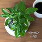 【選べる植物】 ガジュマル 銀竜 金のなる木 テーブルヤシ ペペロミオイデス ホンコンカポック 4号 丸筒陶器鉢 黒デコジャリ付 送料別