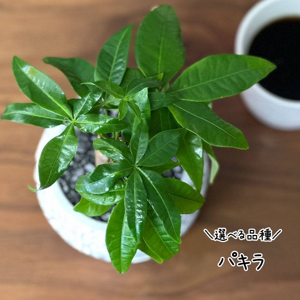 【選べる植物】 ガジュマル 銀竜 金のなる木 テーブルヤシ ペペロミオイデス ホンコンカポック 4号 丸筒陶器鉢 黒デコジャリ付 送料別