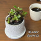 【選べる植物】 ガジュマル 銀竜 金のなる木 テーブルヤシ ペペロミオイデス ホンコンカポック 4号 丸筒陶器鉢 黒デコジャリ付 送料別