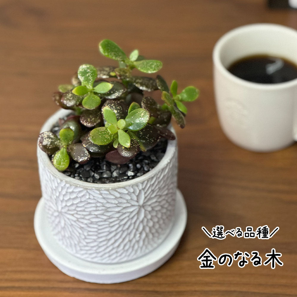 【選べる植物】 ガジュマル 銀竜 金のなる木 テーブルヤシ ペペロミオイデス ホンコンカポック 4号 丸筒陶器鉢 黒デコジャリ付 送料別