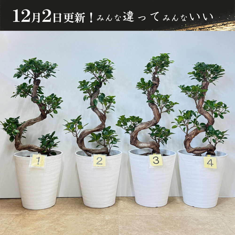 宝石のような観葉植物のお店 【Jewelry Plant】 ガジュマル 昇り竜 8