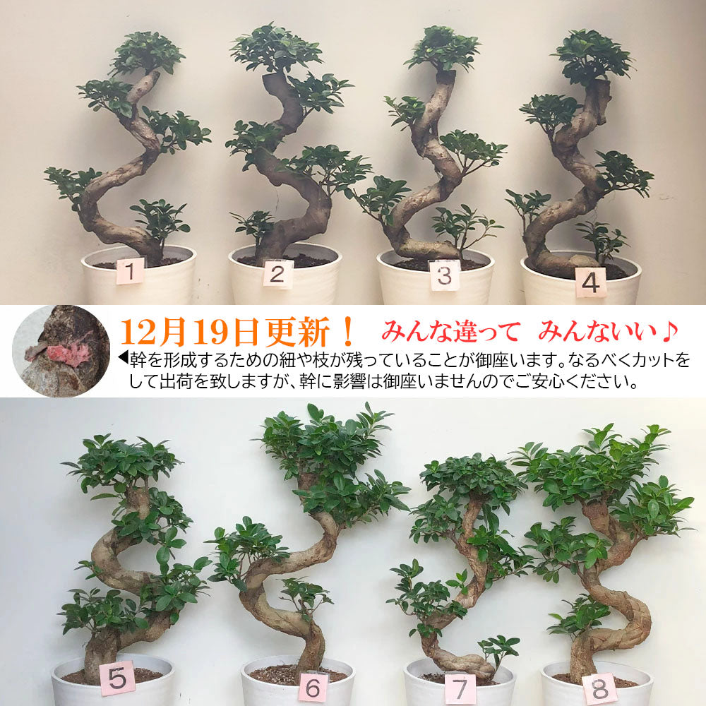 宝石のような観葉植物のお店 【Jewelry Plant】 ガジュマル 昇り竜 ８号 白セラアート鉢 受け皿付き 鉢植え 大鉢 – Jewelry  Plant online