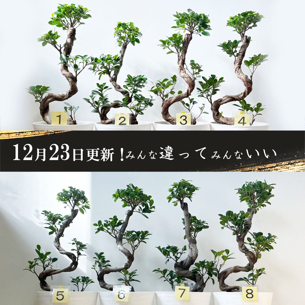 ガジュマル 昇り竜 8号 白セラアート鉢 受け皿付き 鉢植え 【黄札】