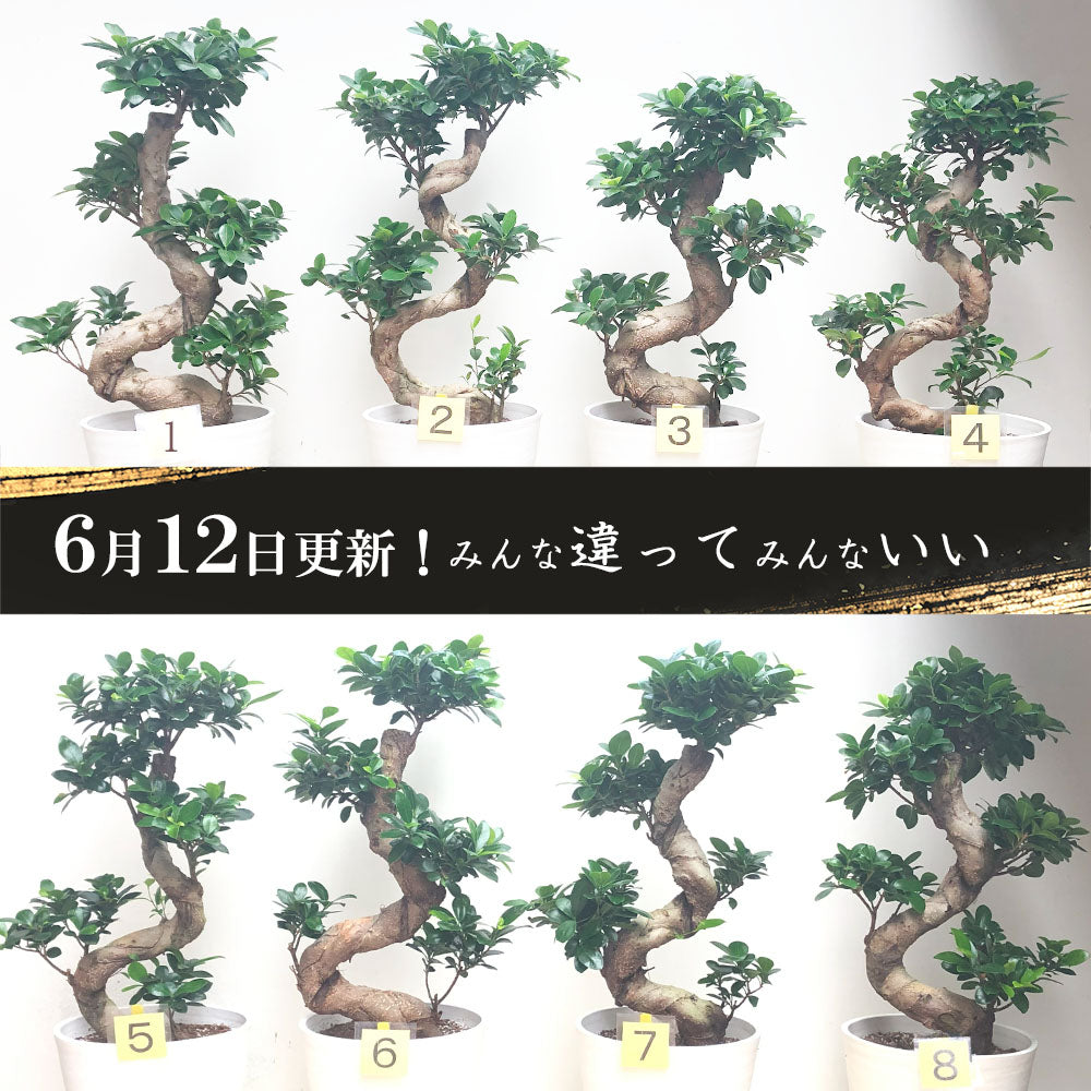 宝石のような観葉植物のお店 【Jewelry Plant】 ガジュマル 昇り