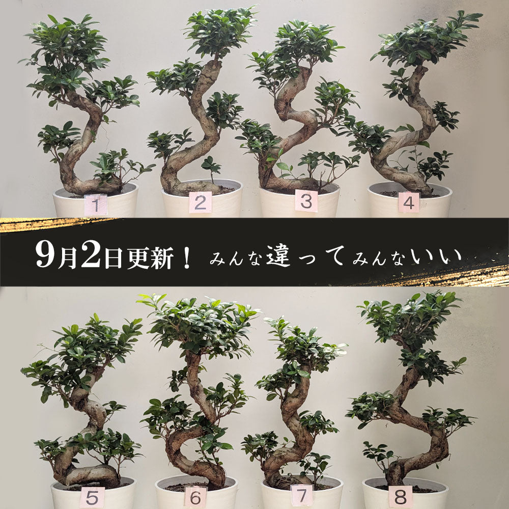 g*u様 ガジュマル　昇り龍　８寸 g*u様 ガジュマル 昇り龍 8寸