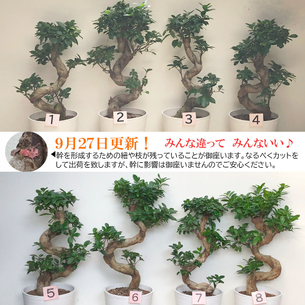 宝石のような観葉植物のお店 【Jewelry Plant】 ガジュマル 昇り竜 ８号 白セラアート鉢 受け皿付き 鉢植え 大鉢 – Jewelry  Plant online