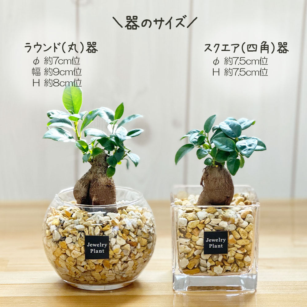 宝石のような観葉植物のお店 【Jewelry Plant】 3鉢セット
