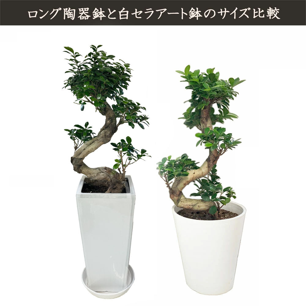 ガジュマル 昇り竜 8号 白セラアート鉢 受け皿付き 鉢植え 【ピンク札】