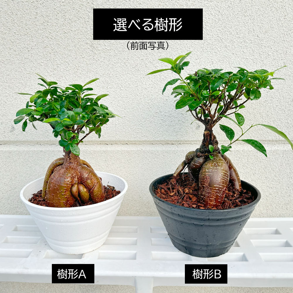 サマーセール。小葉ガジュマル 沖縄産 小葉ガジュマル盆栽 最終値下げ! - メルカリ