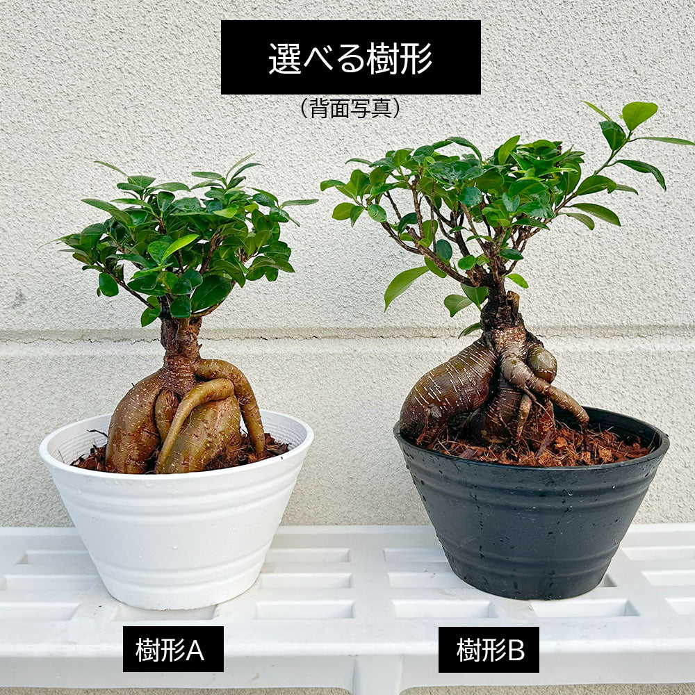 宝石のような観葉植物のお店 【Jewelry Plant】 ガジュマル 福寿 幹太