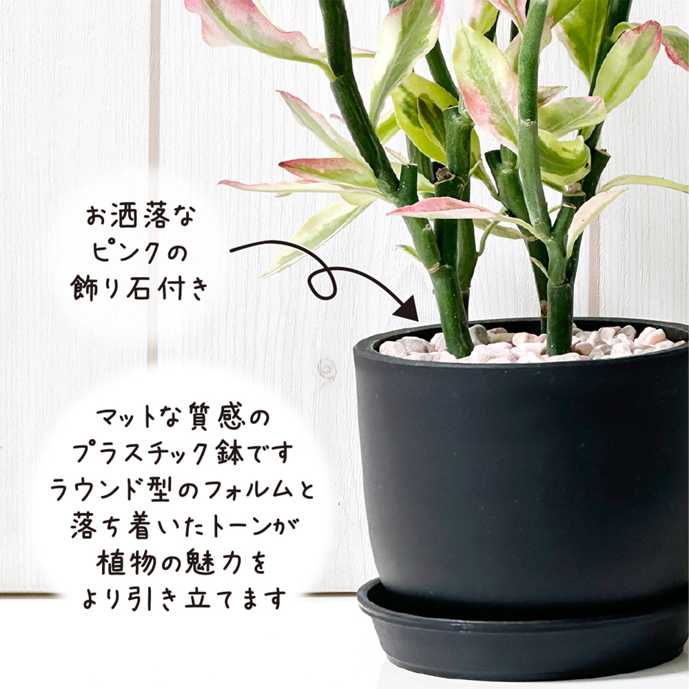 宝石のような観葉植物のお店 【Jewelry Plant】 ペディランサス
