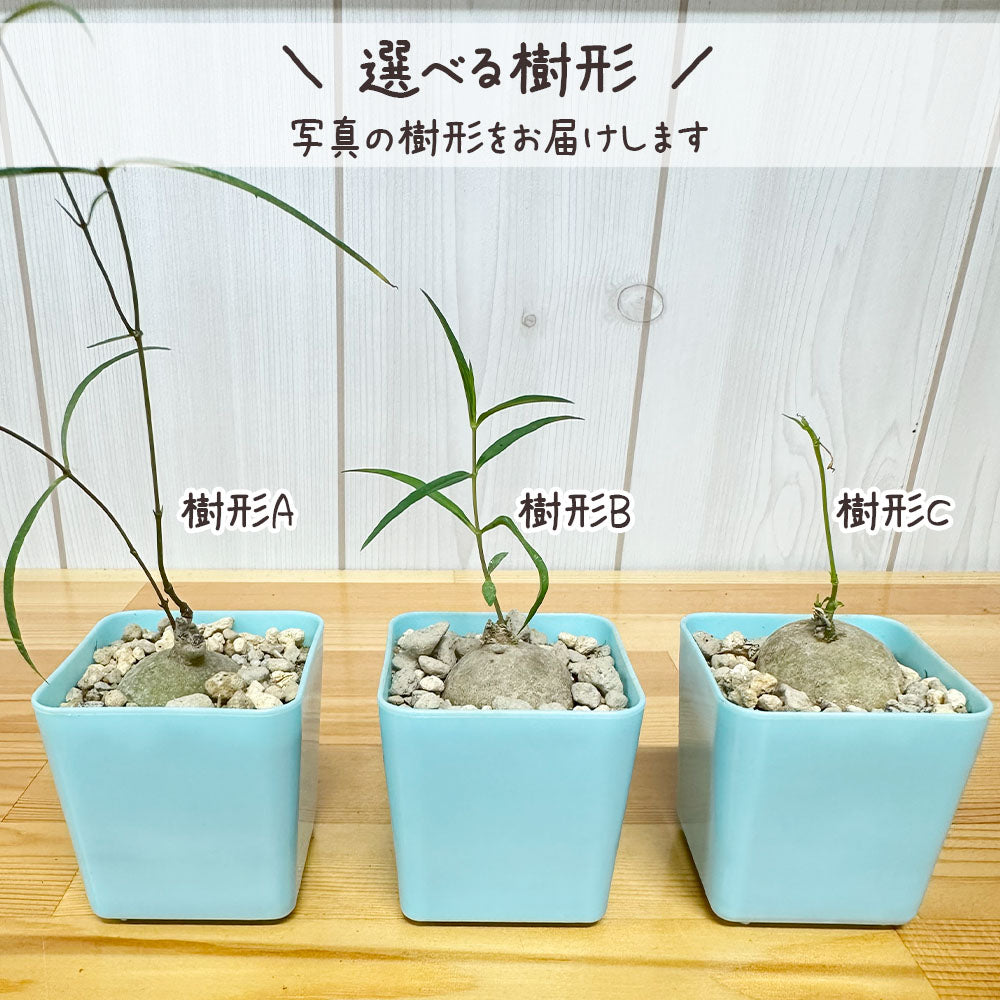 【希少品種】 ブラキステルマ スペック タイランド ミニ 【現品】 選べる樹形 選べる鉢