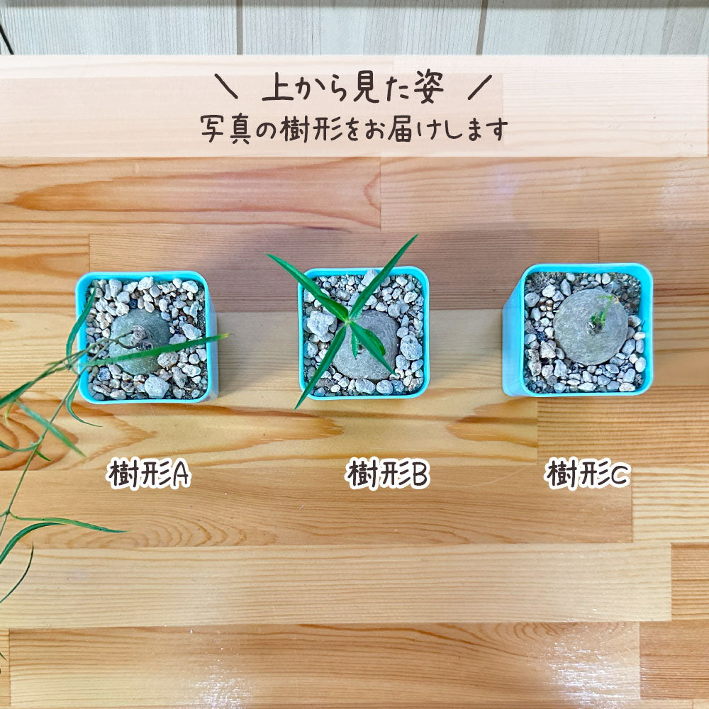 【希少品種】 ブラキステルマ スペック タイランド ミニ 【現品】 選べる樹形 選べる鉢