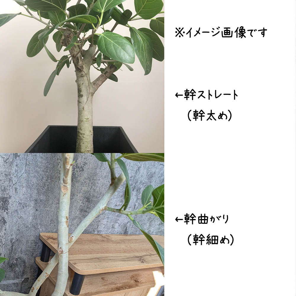 大人インテリアグリーン(現品)ベンガレンシス ゴムの木８号 宝石のような観葉植物のお店 【Jewelry Plant】 ゴムの木