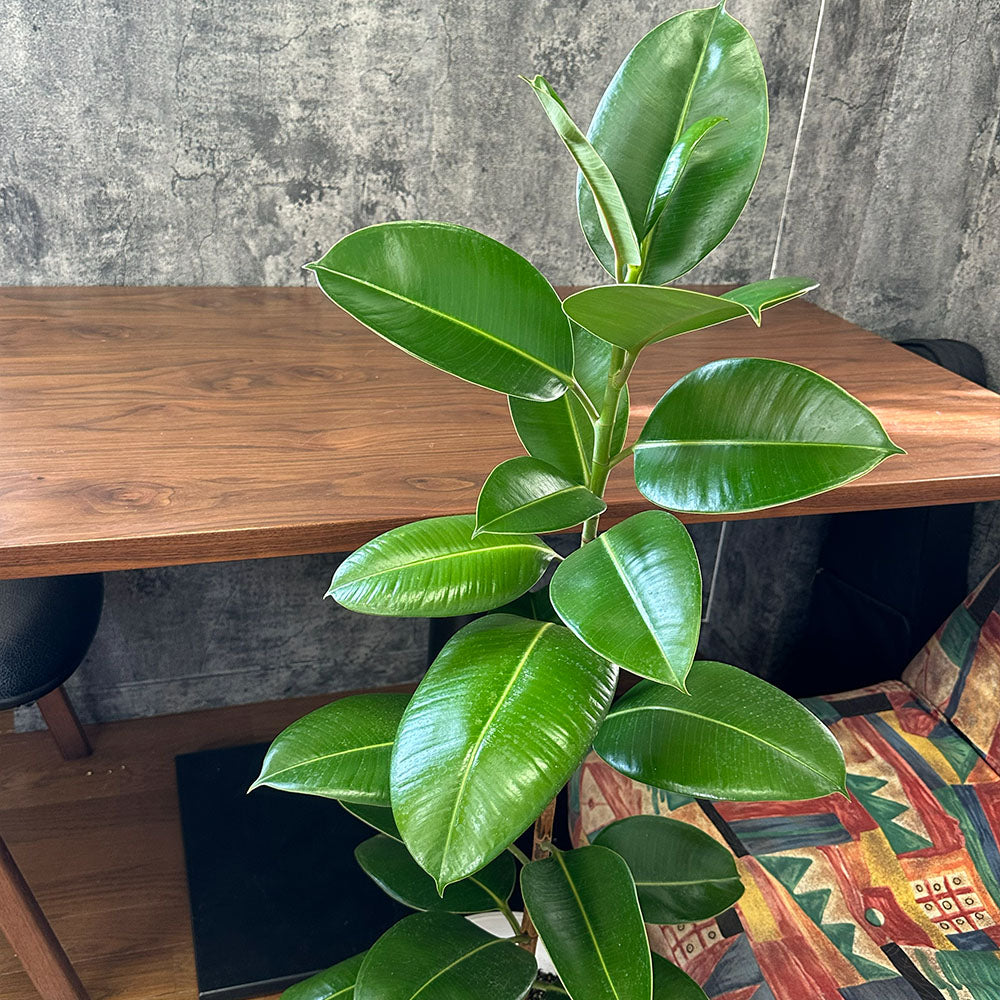 宝石のような観葉植物のお店 【Jewelry Plant】 ゴムの木