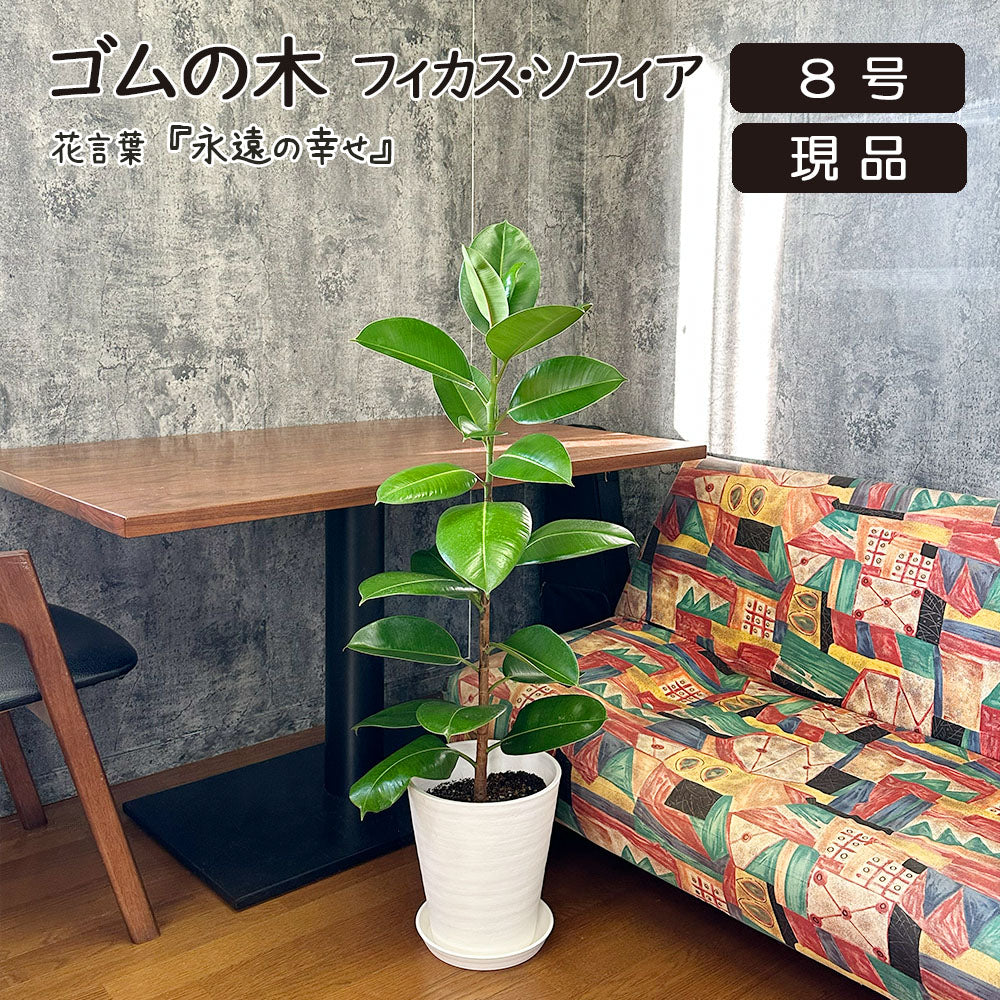 ゴムの木 インドゴム フィカス ソフィア 【現品】 8号 白セラアート鉢 受皿付