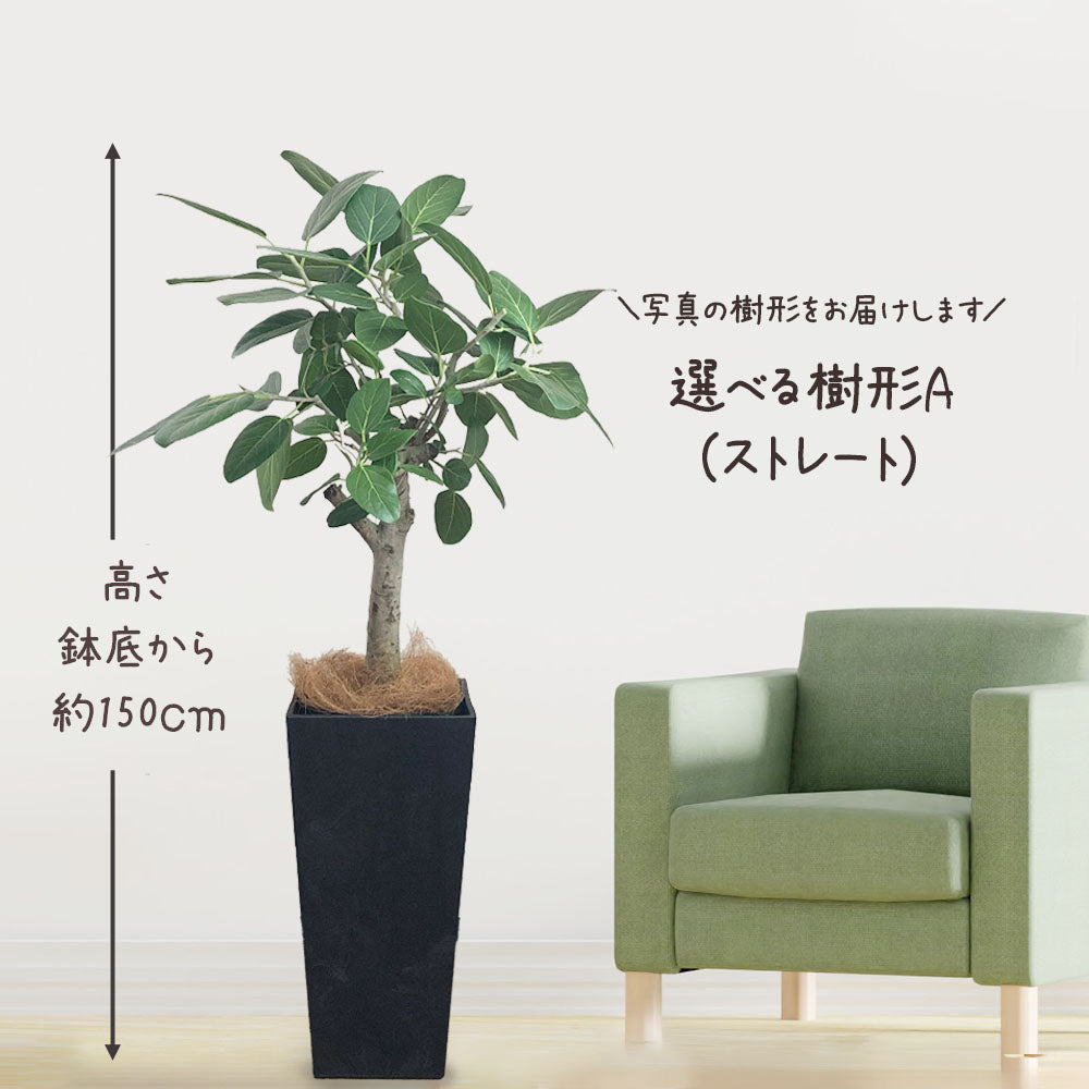 ゴムの木 ベンガレンシス 8号 【現品】 ベンガルゴム アートストーンカバー