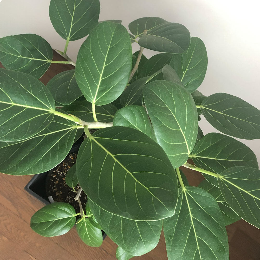 ゴムの木 ベンガレンシス 8号 【現品】 ベンガルゴム アートストーンカバー