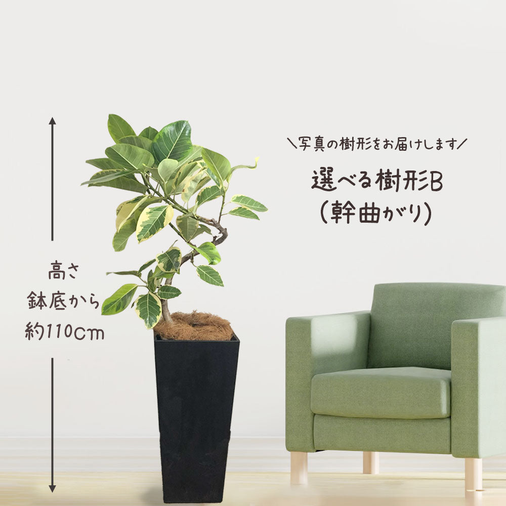 ゴムの木 アルテシマ 選べるサイズ ７号 ８号 【現品】 アートストーンカバー ヤシ繊維付