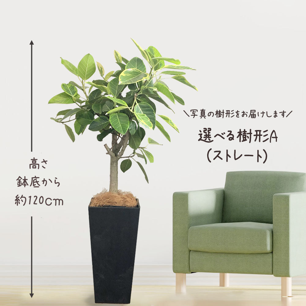 ゴムの木 アルテシマ 選べるサイズ ７号 ８号 【現品】 アートストーンカバー ヤシ繊維付